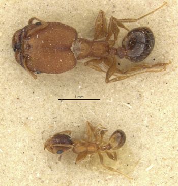 Media type: image;   Entomology 568119 Aspect: habitus dorsal view